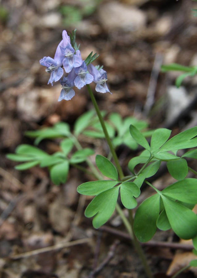 Image of Corydalis solida specimen.