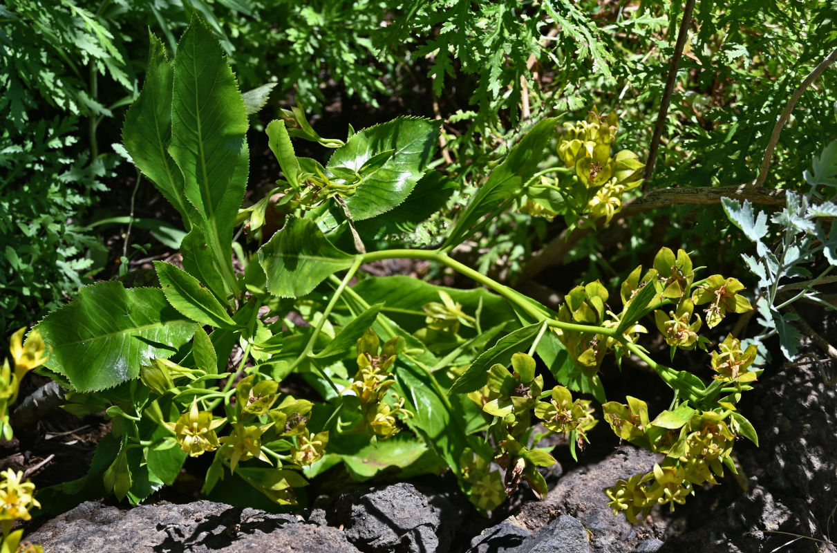 Image of familia Campanulaceae specimen.