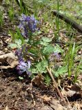 Corydalis turtschaninovii. Цветущие растения. Хабаровский край, г. Комсомольск-на-Амуре, дол. р. Силинка, лиственный лес. 16.05.2026.