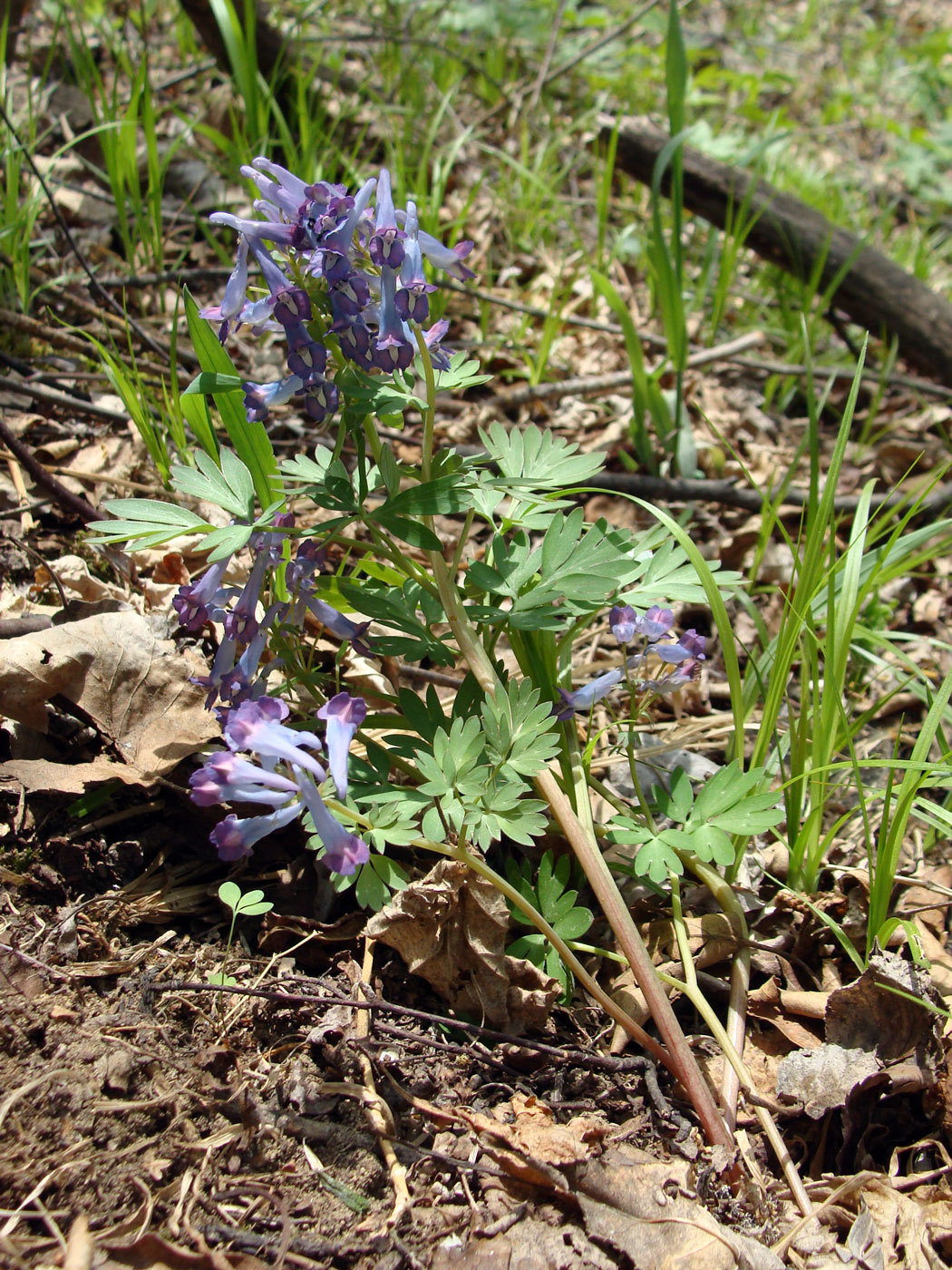 Изображение особи Corydalis turtschaninovii.
