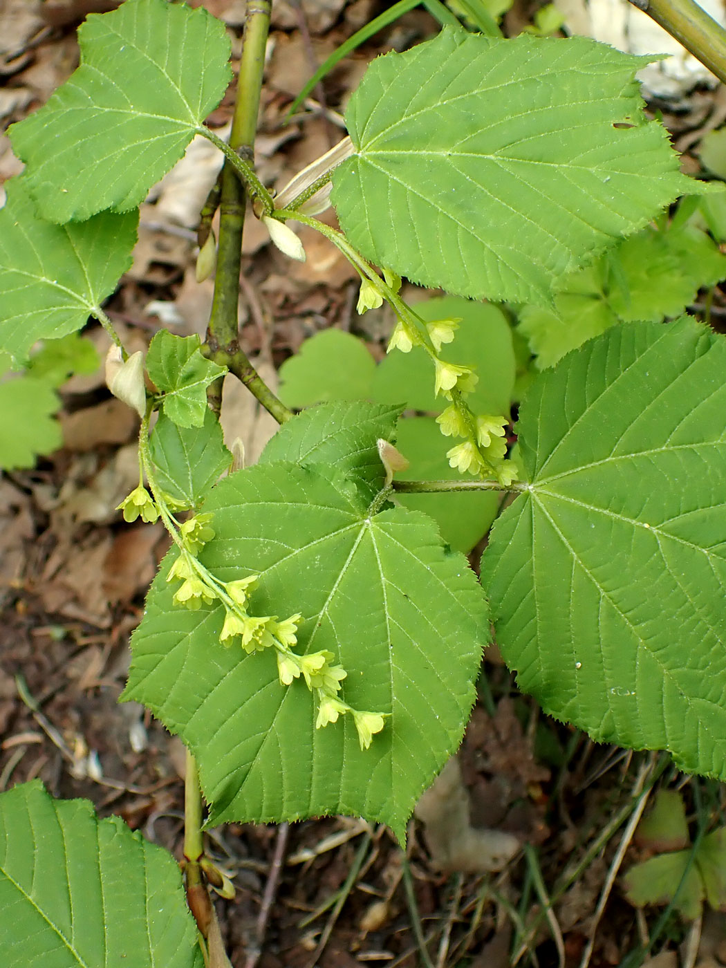 Image of Acer tegmentosum specimen.