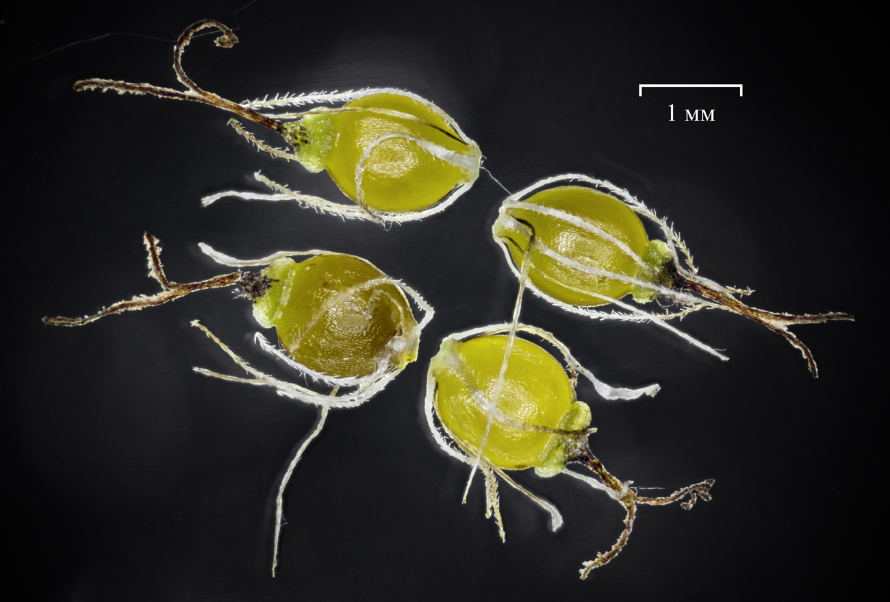 Image of Eleocharis mamillata specimen.