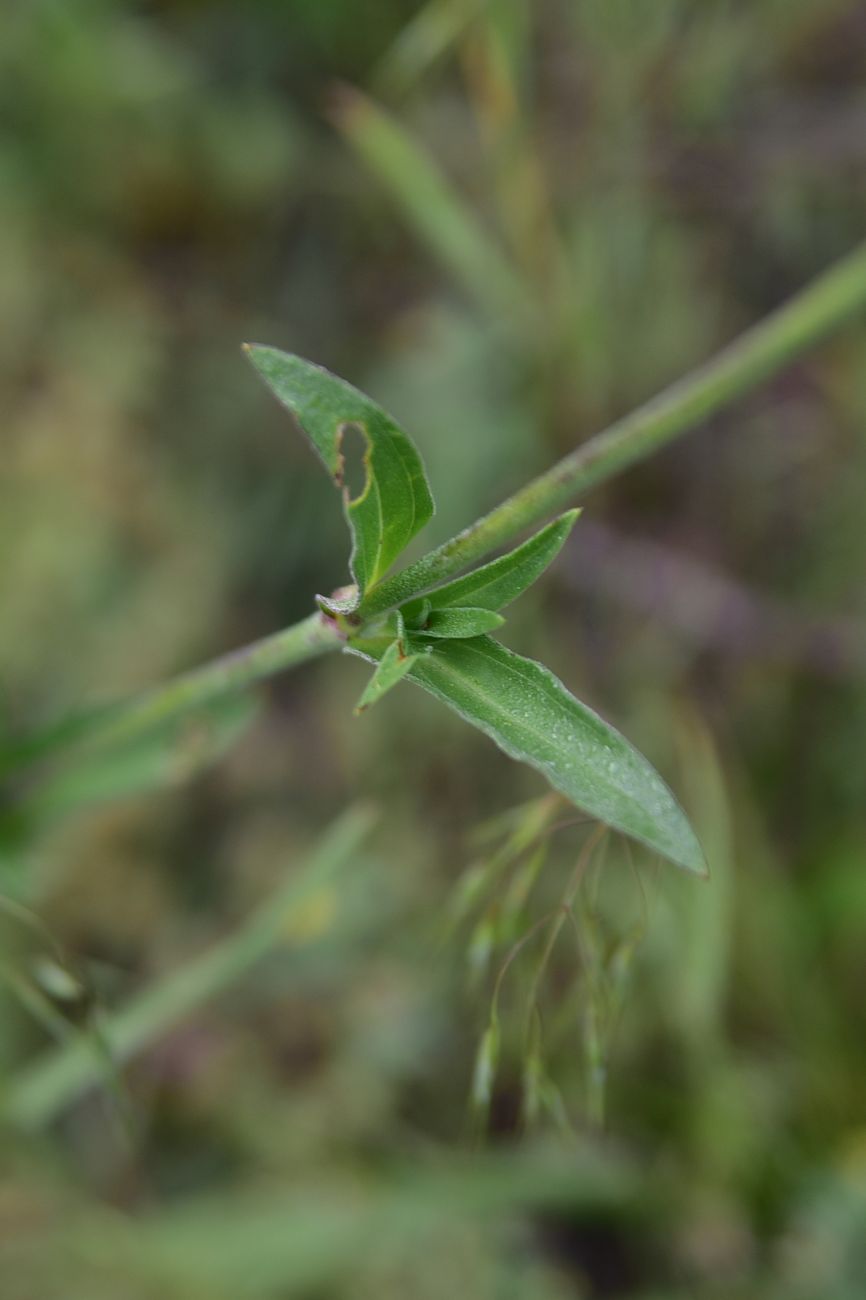 Изображение особи Melandrium latifolium.