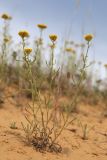 genus Achillea