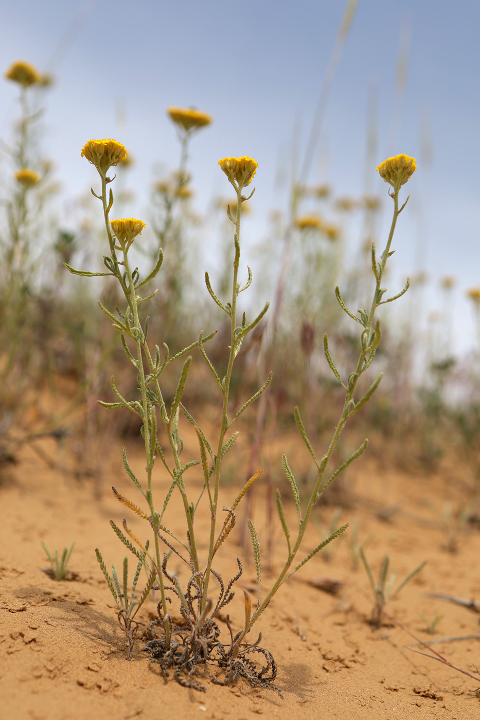 Image of genus Achillea specimen.
