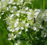 Cardaria draba. Часть соцветия с кормящимся муравьём. Ростовская обл., Азовский р-н, с. Кугей, степной склон балки. 10.05.2026.