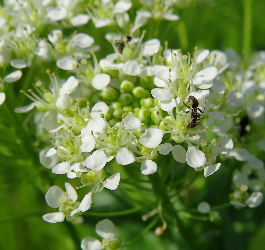 Image of Cardaria draba specimen.