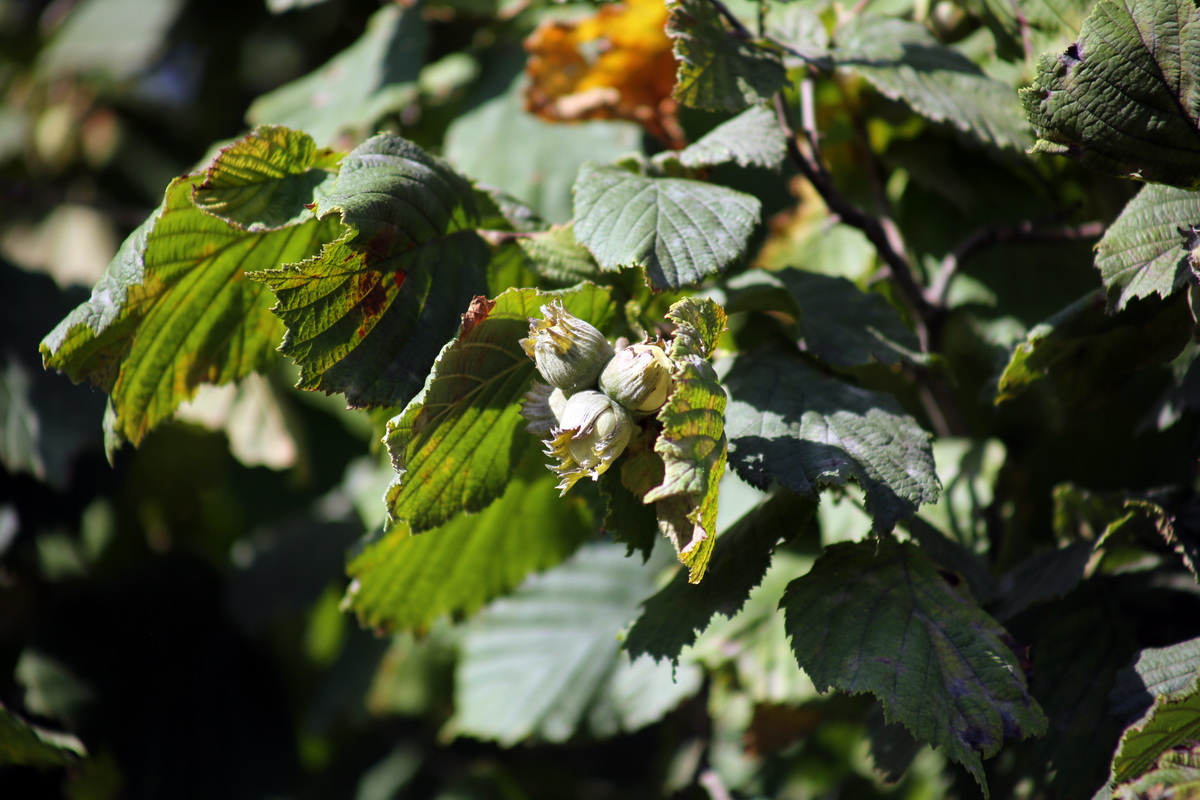 Image of Corylus avellana specimen.