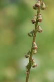 Agrimonia eupatoria