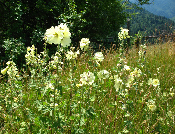 Изображение особи Alcea rugosa.