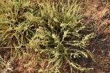genus Camphorosma. Цветущие растения. Калмыкия, окр. пгт Цаган-Аман, сухая степь вблизи трассы Астрахань-Волгоград. 29.08.2026.