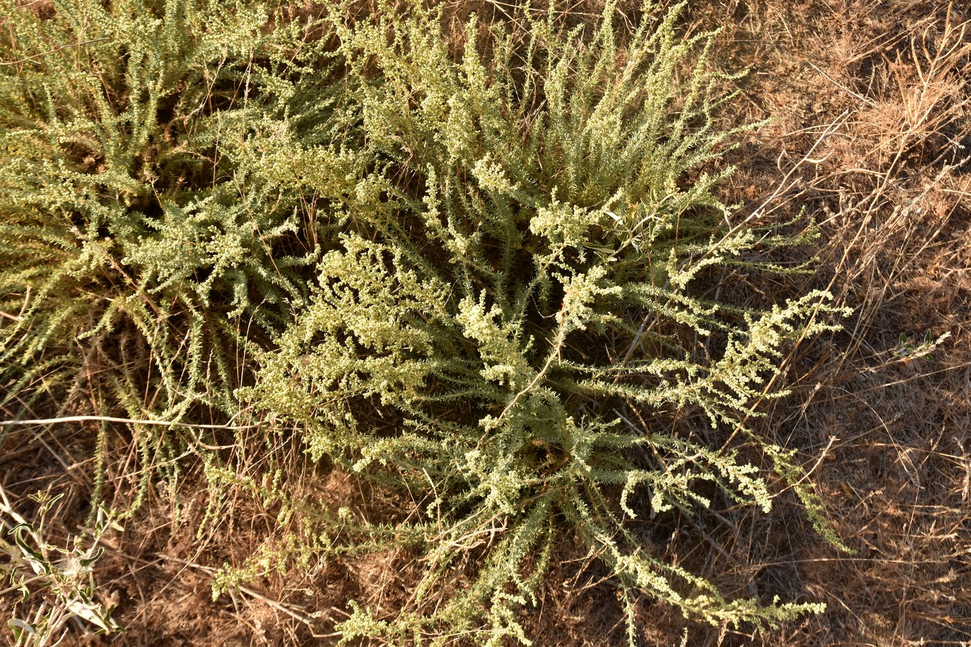 Image of genus Camphorosma specimen.