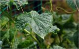 Cucumis sativus. Лист с каплями воды. Московская обл., Раменский р-н, окр. дер. Хрипань, садовый участок. 21.07.2026.
