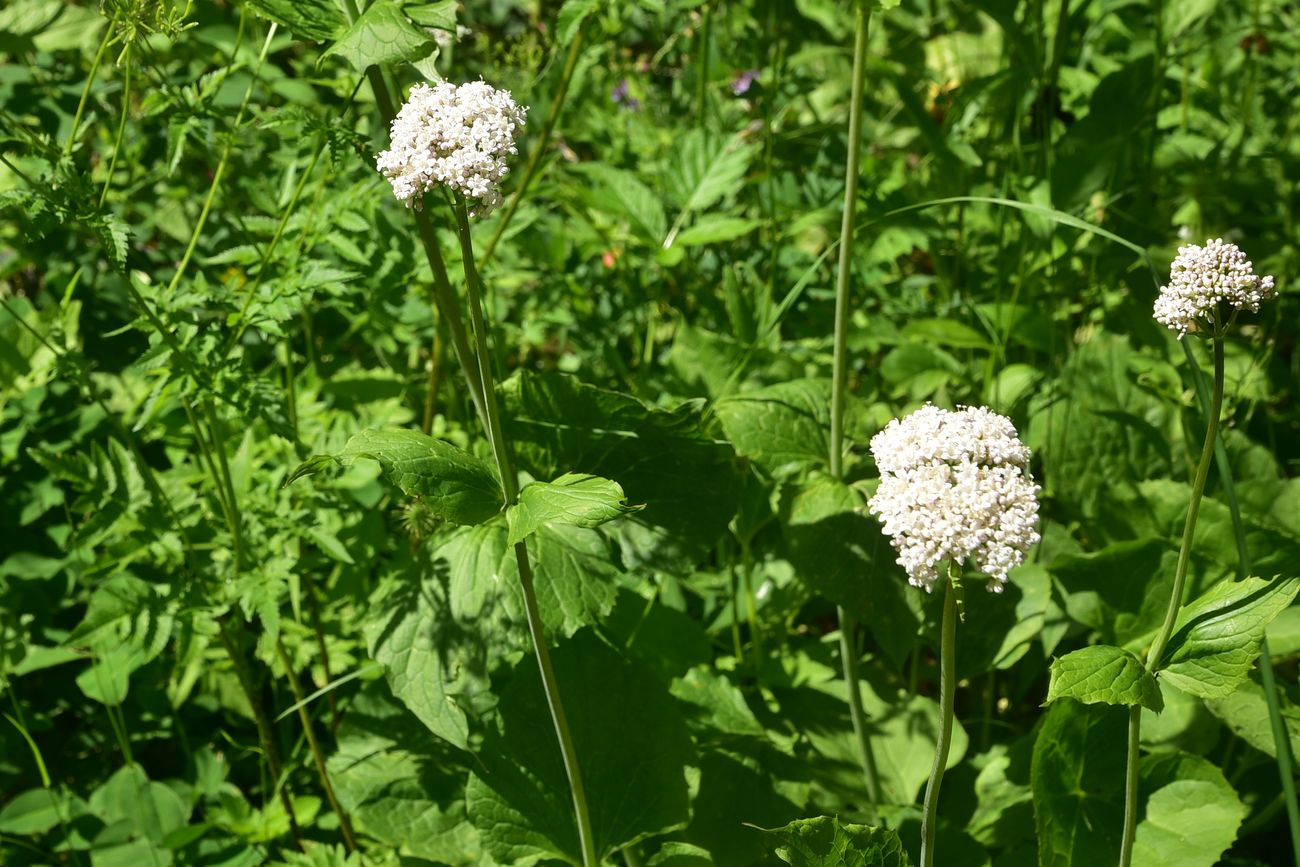 Image of Valeriana tiliifolia specimen.