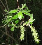 Salix &times; puberula