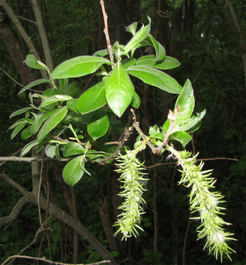 Image of Salix × puberula specimen.