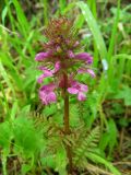 Pedicularis macrochila. Верхушка цветущего растения. Казахстан, Заилийский Алатау, национальный парк Медеу. 04.06.2011.