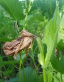 Cypripedium macranthos