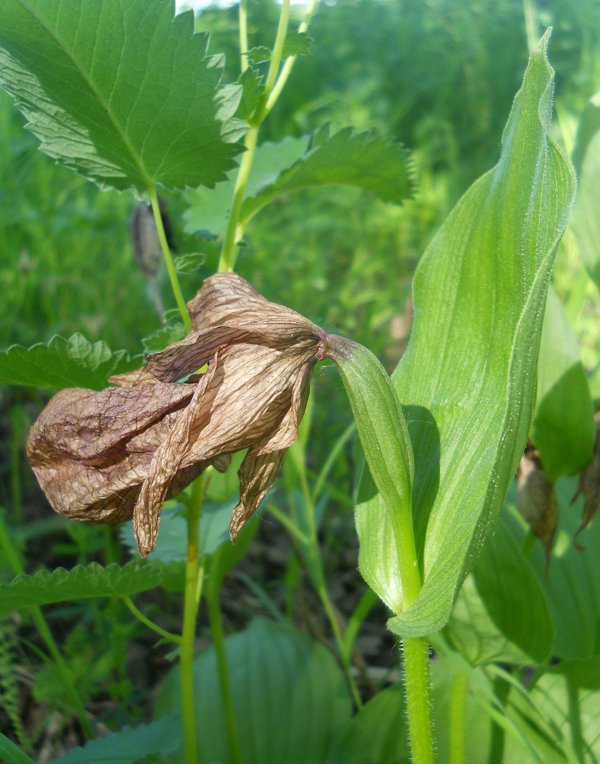 Изображение особи Cypripedium macranthos.