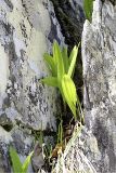 Allium victorialis