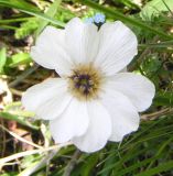 Callianthemum sajanense. Цветок. Алтай, окр. с. Акташ. 02.07.2006.
