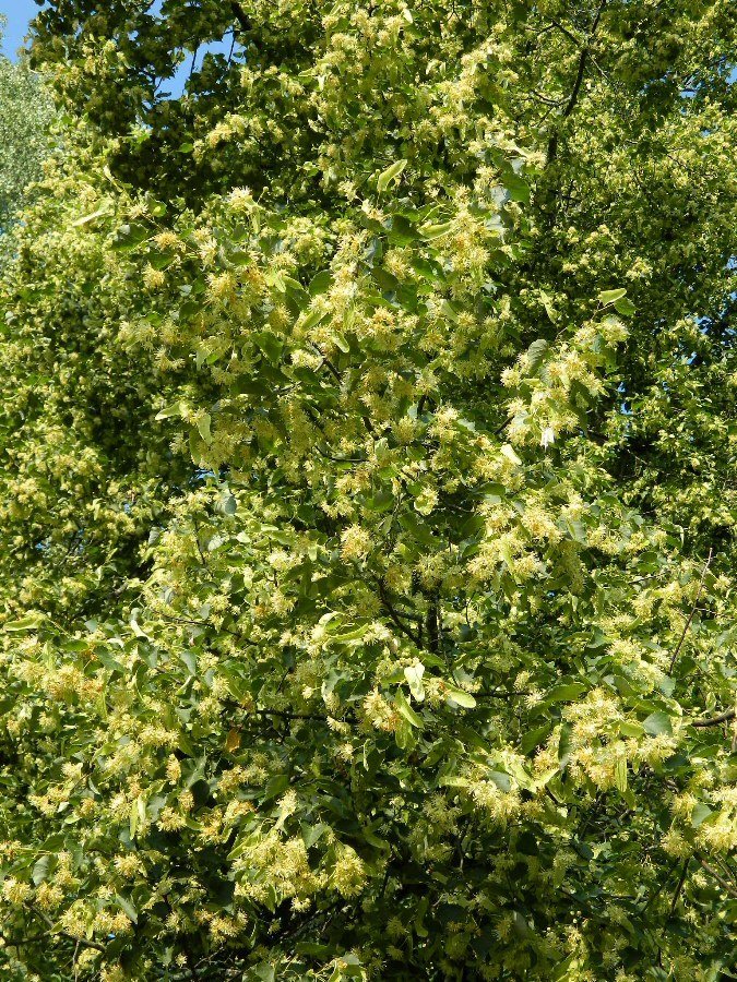 Image of Tilia cordata specimen.