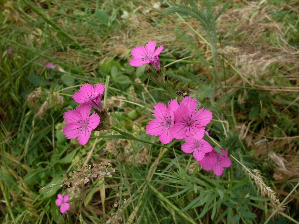 Image of Dianthus capitellatus specimen.