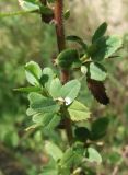 Ononis arvensis