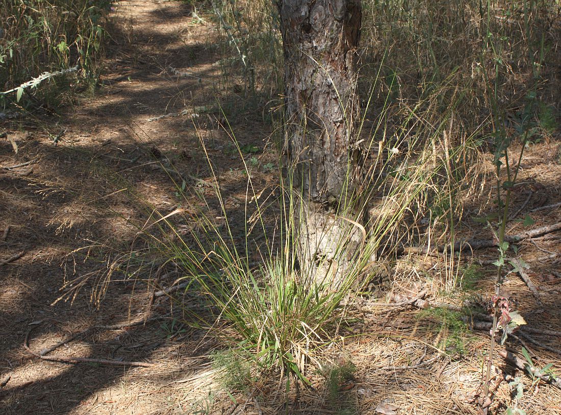 Image of Achnatherum virescens specimen.