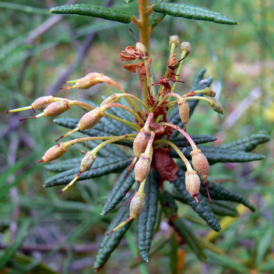 Image of Ledum palustre specimen.