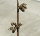 Image of specimen