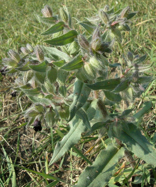 Image of Nonea rossica specimen.