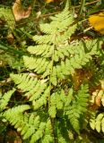 Dryopteris carthusiana