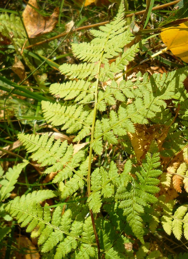 Изображение особи Dryopteris carthusiana.