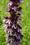 Orchis purpurea ssp. caucasica