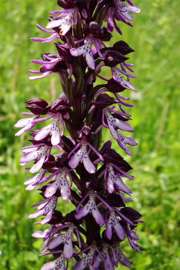 Image of Orchis purpurea ssp. caucasica specimen.