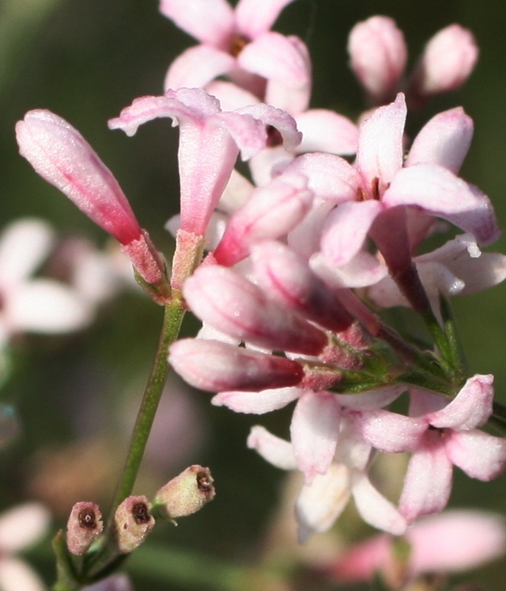 Изображение особи Asperula petraea.