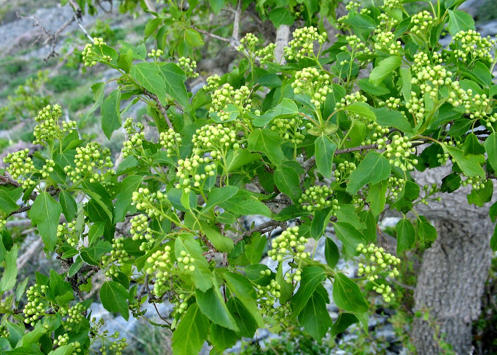Image of Acer semenovii specimen.