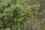 Juniperus sibirica. Веточка с недозрелыми плодами. Мурманская обл., Кольский п-ов, Терский берег. 26.08.2010.