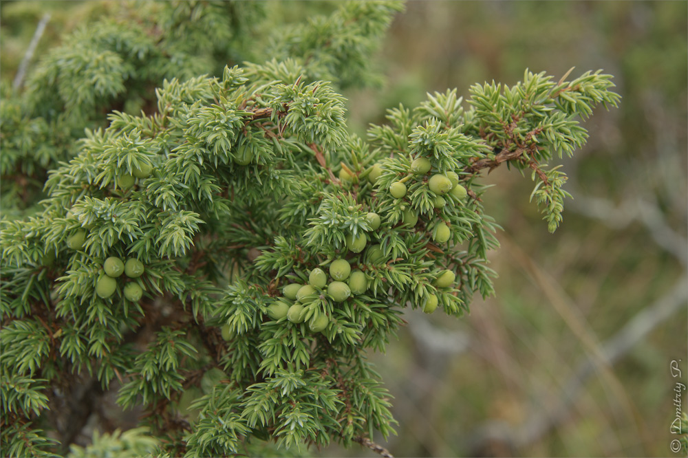 Image of Juniperus sibirica specimen.