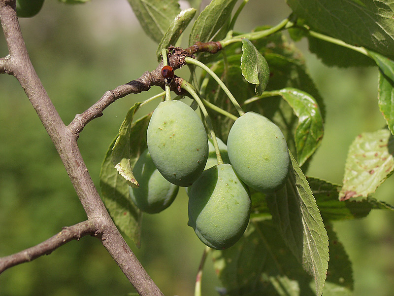 Изображение особи Prunus domestica.