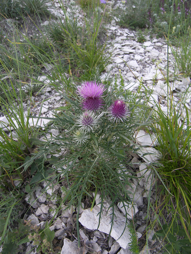 Изображение особи Lamyra echinocephala.