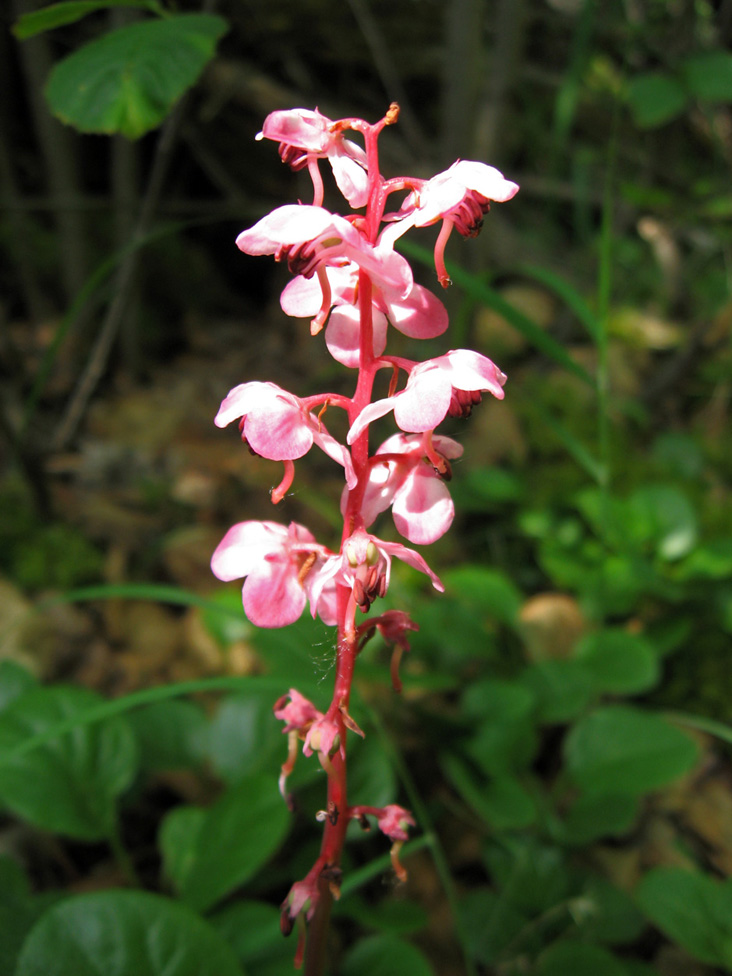 Изображение особи Pyrola incarnata.