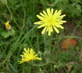 Crepis rhoeadifolia. Раскрывшиеся и нераскрывшееся соцветия. Ростов-на-Дону, левый берег р. Дон. 01.09.2011.