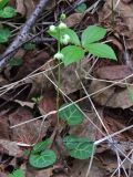 Pyrola renifolia