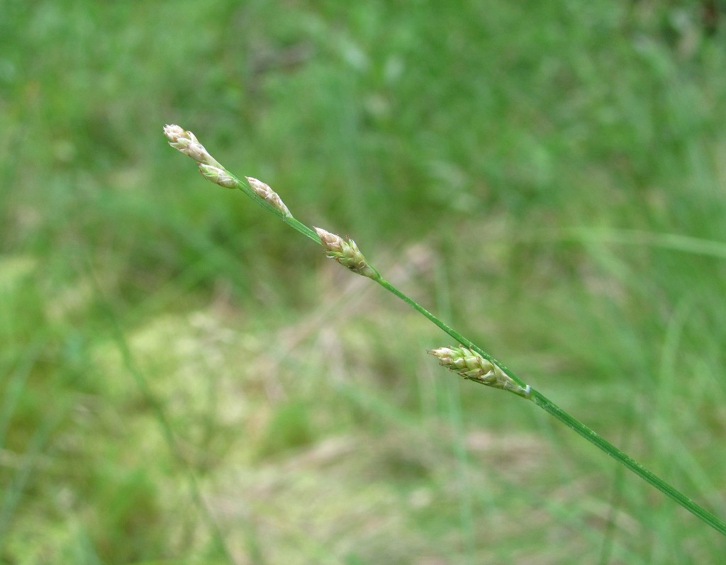 Image of Carex canescens specimen.