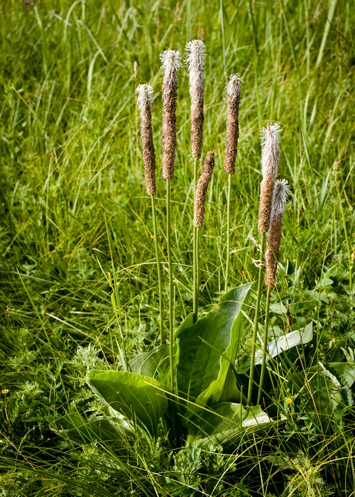 Image of Plantago urvillei specimen.