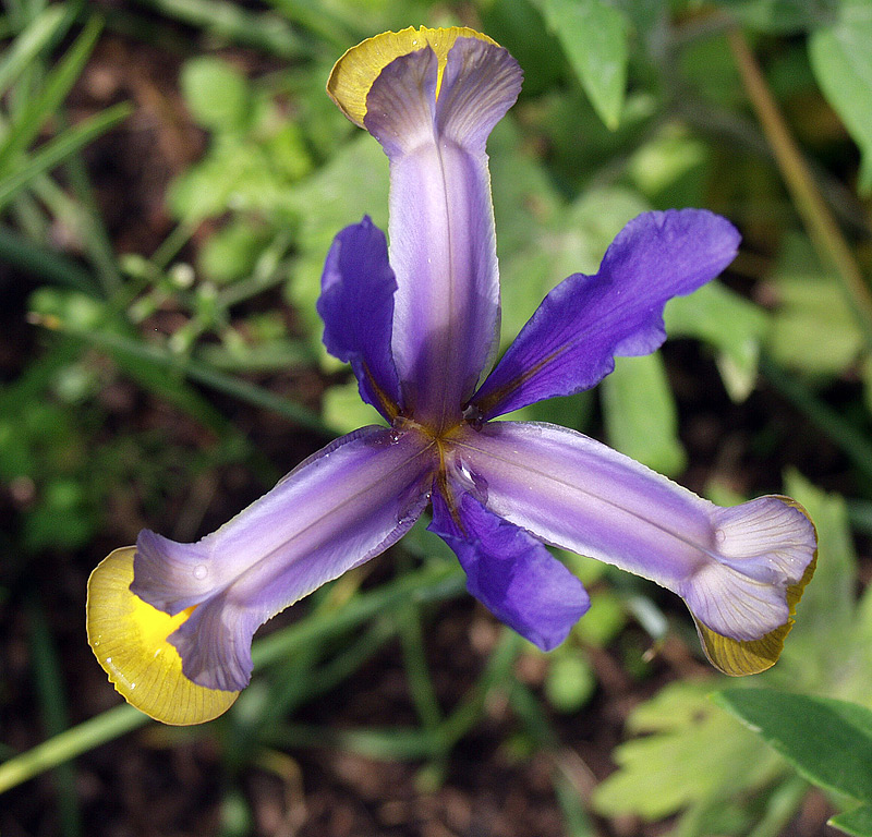 Image of genus Iris specimen.