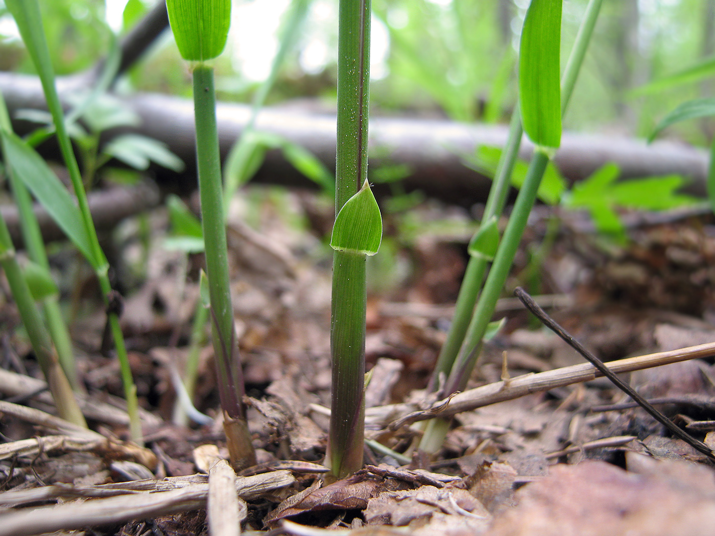 Image of Festuca altissima specimen.