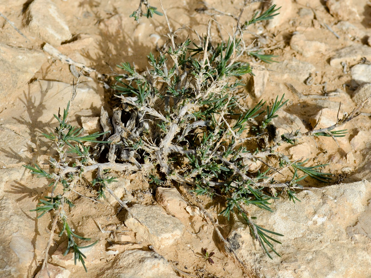 Изображение особи Noaea mucronata.